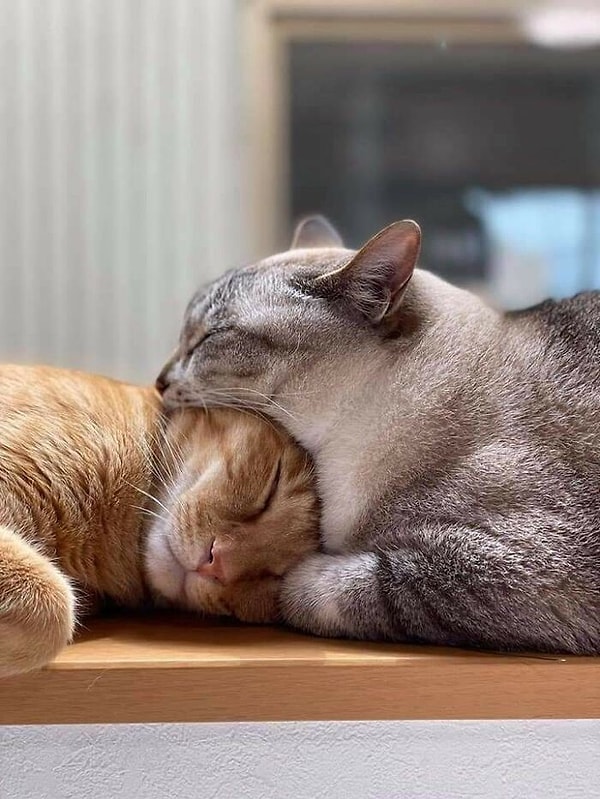 12. Котоболизм