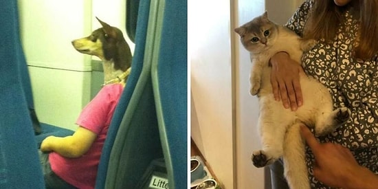 16 вводящих в заблуждение фотографий, которые заставят вас посмотреть на экран дважды (Новые фото)