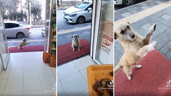 Kasabın Önüne Gelen Köpeğin Kendisine Et Verileceğini Fark Ettiğinde Sevinçten Havalara Uçtuğu Anlar