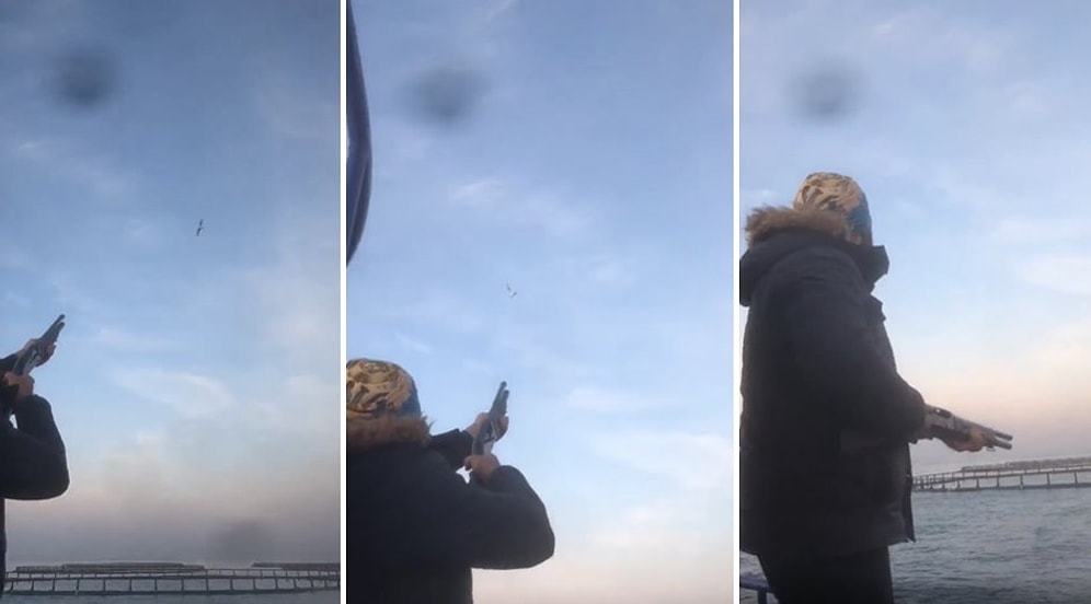 Balık Çiftliğinin Üzerinde Geziyor Diye Martıyı Öldüren Kişinin Tepki Çeken Görüntüleri