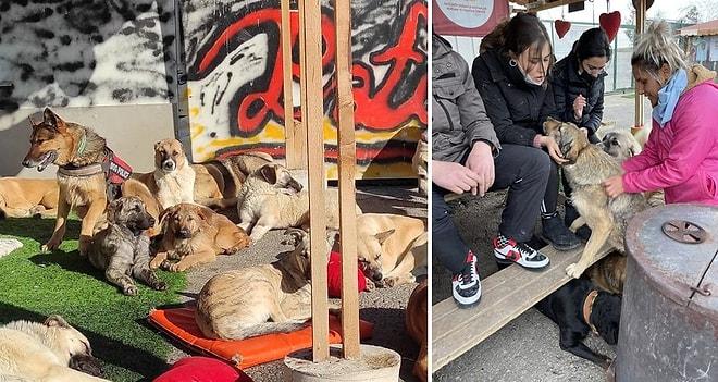 Yardıma Muhtaç Hayvanları Sokaktan Toplayarak Patiliköy'de Bakan Adam 'Çaresiz Kaldım' Diyerek Yardım Bekliyor