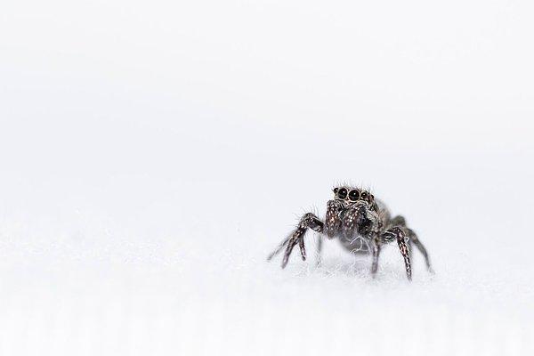 Örümceklerin büyüdüğü izleniminin birkaç açıklaması olabilir.