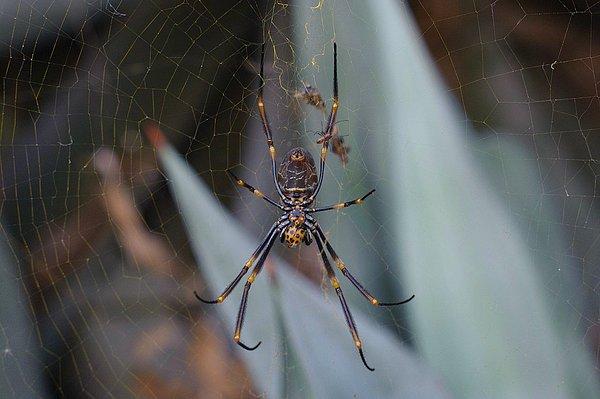 Bununla birlikte, Avustralyalı bilim insanlarının yürüttüğü bir araştırma örümceklerin büyüdüğü iddiası konusunda ilginç sonuçlar ortaya koydu.