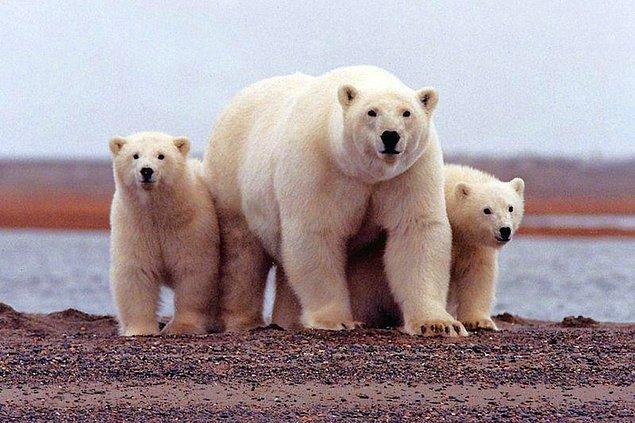 İklim değişikliğinden en fazla etkilenen canlı türü olan kutup ayılarının yer aldığı Alaska Körfezi'nde bulunan Beaufort Denizi'nde bu sene sıcaklık rekoru kırıldığı belirtilmişti.