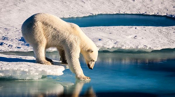 2021 yılında Alaska'daki rekor sıcaklık ise 19,4 C'ye ulaştı.