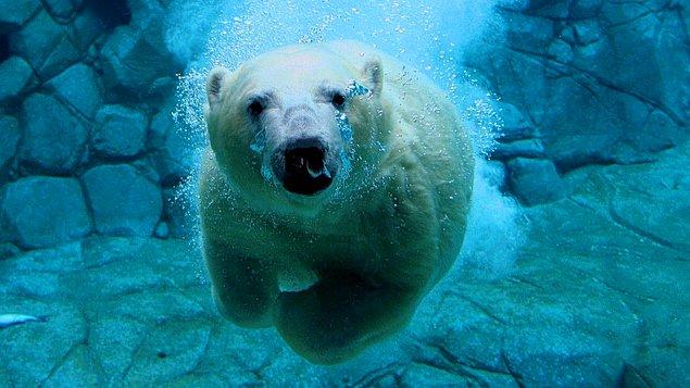 Yerli halk, kutup ayısı izlerinin birer birer yok olması ile bu canlıların Rusya'ya göç ettiğini düşünüyor.
