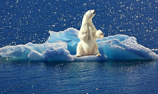Alaska'daki kutup ayısı sayısı her geçen gün azalırken, Rusya'da yapılan son sayımlarda 747 kutup ayısı sayıldı.