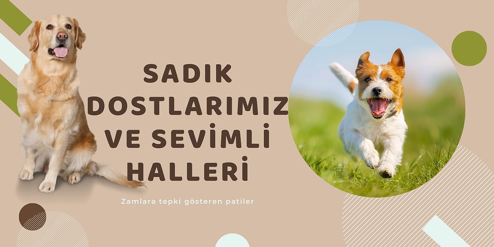 Mama Fiyatlarına Gelen Zamlara İsyan Eden Patili Dostlardan Tatlı mı Tatlı Görüntüler