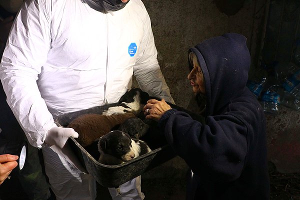 Evde bakımsız kalan yaklaşık 20 kedi ve köpeğe el konuldu.