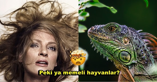 Yine Kafamızda Deli Sorular: Dişi Canlı Türleri Arasında Orgazmı Deneyimleyen Sadece Kadınlar Olabilir mi?