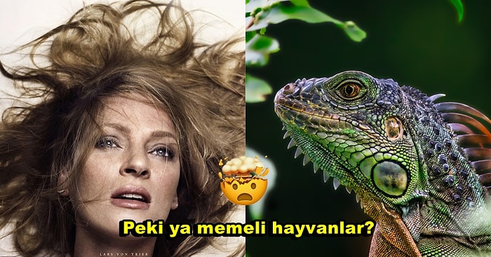 Yine Kafamızda Deli Sorular: Dişi Canlı Türleri Arasında Orgazmı Deneyimleyen Sadece Kadınlar Olabilir mi?