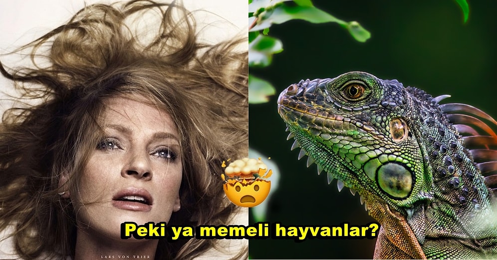 Yine Kafamızda Deli Sorular: Dişi Canlı Türleri Arasında Orgazmı Deneyimleyen Sadece Kadınlar Olabilir mi?