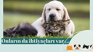 Biri Kedi Köpek Vitamini Mi Dedi? İşte En Çok Tercih Edilenler