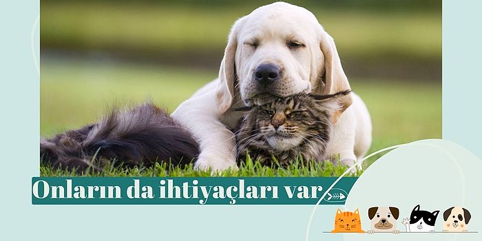 Biri Kedi Köpek Vitamini Mi Dedi? İşte En Çok Tercih Edilenler