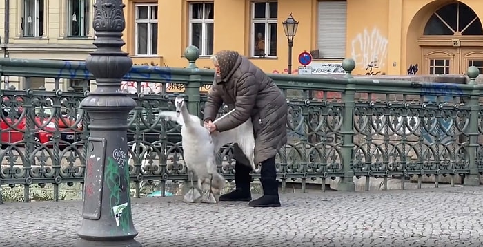 Suya Nasıl Döneceği Konusunda Kafası Karışan Kuğuyu Yakalayıp Kanala Atan Kadının Viral Olan Görüntüleri