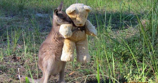 14. Avustralya'da bir adam yolda tek başına kalan bebek kanguruyu kurtardıktan sonra eline oyuncak ayı vermiş, kanguru oyuncak bebeği hiç bırakmamış.