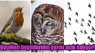 Gün Boyunca Durmak Yorulmak Bilmeden Öten ve Uçan Kuşlar Geceleri Nerede Uyurlar?