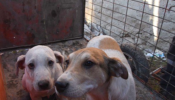 Köpekleri kucağına alan itfaiye erleri, su verip sakinleştirdi. Yangın, ekiplerin müdahalesiyle kontrol altına alınıp söndürüldü.