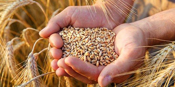 Hasatlar sonrası tahıl fiyatları umut vaat etse de 9 yılın zirvesinde