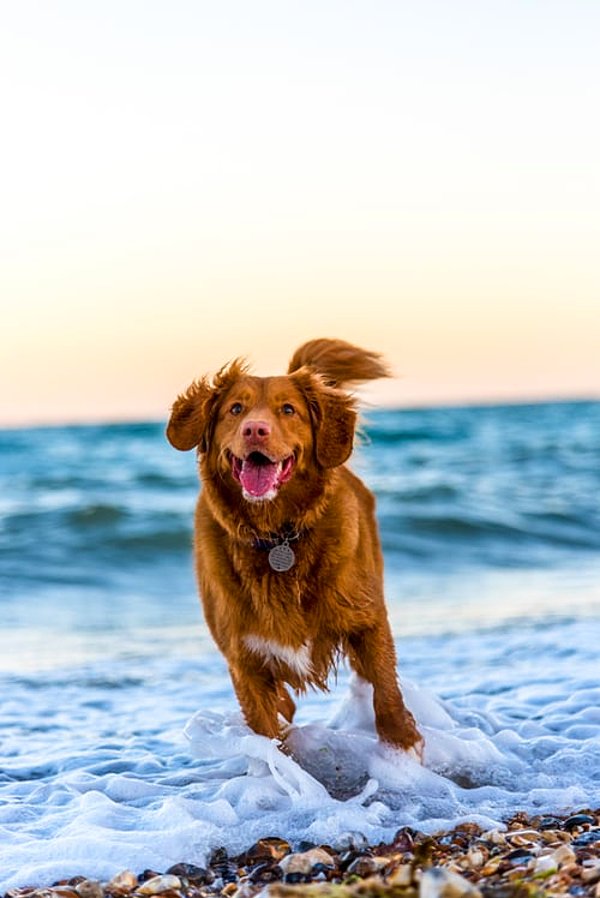 Köpek gözleri her ne kadar insan gözü ile aynı biyolojik yapı taşlarından oluşsa da, organik bileşenleri dünyayı tamamen farklı bir şekilde görmek için düzenlenmiştir.