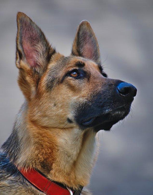 Pour faciliter leurs efforts de chasse, les chiens ont développé un large champ de vision.