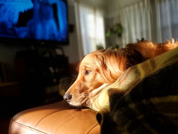 Çoğu köpek yaklaşık 70-80 Hz'de ışık titremesini görebildiğinden, bu ekranları bir flaş aydınlatma makinesi olarak görmüş olmaları muhtemel.