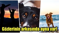 Patili Can Dostlarımızdan Köpeklerin Gözlerinden Dünyanın Nasıl Göründüğünü Merak Etmiş miydiniz?