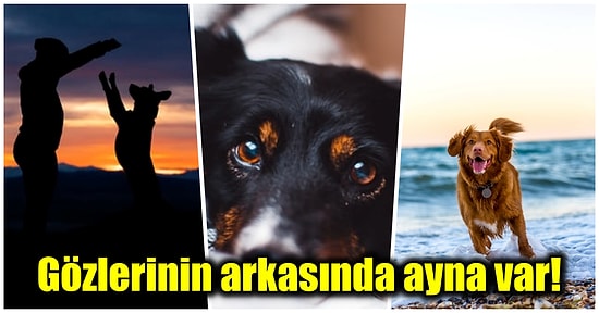 Patili Can Dostlarımızdan Köpeklerin Gözlerinden Dünyanın Nasıl Göründüğünü Merak Etmiş miydiniz?