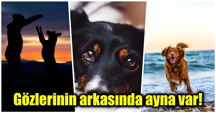 Patili Can Dostlarımızdan Köpeklerin Gözlerinden Dünyanın Nasıl Göründüğünü Merak Etmiş miydiniz?