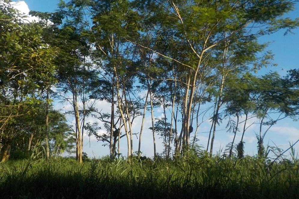 Mersin ve Ankara'da Bazı Alanlar Orman Sınırları Dışına Çıkartıldı