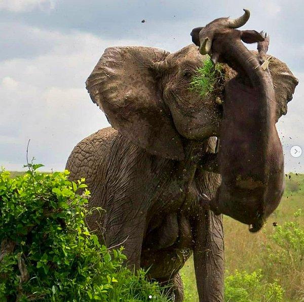 2. Bir fil tarafından devrilen Afrika mandası: