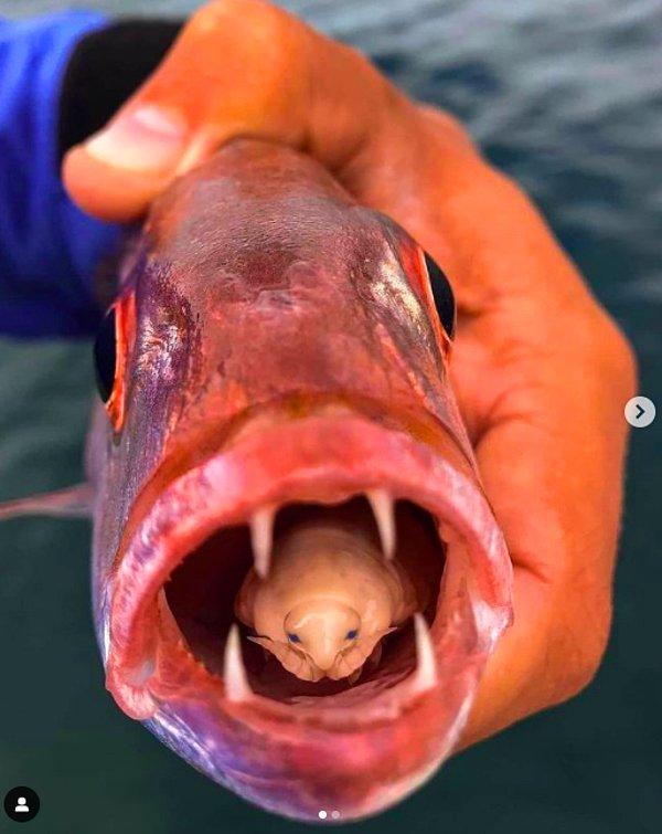 3. İçerisine girdiği balığın solungaçlarına girerek diline giden kanı kesen ve dili düştüğünde de yerini alan bir parazit türü olan 'cymothoa exigua':