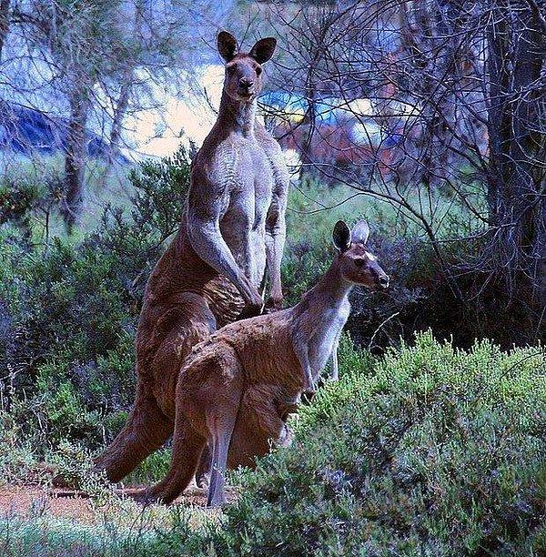 8. Dişi kanguruların 3 vajinası vardır.