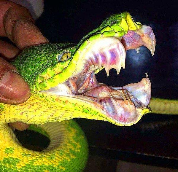 15. Ve son olarak, zümrüt yeşili bir ağaç boa yılanının ürkütücü dişleri: