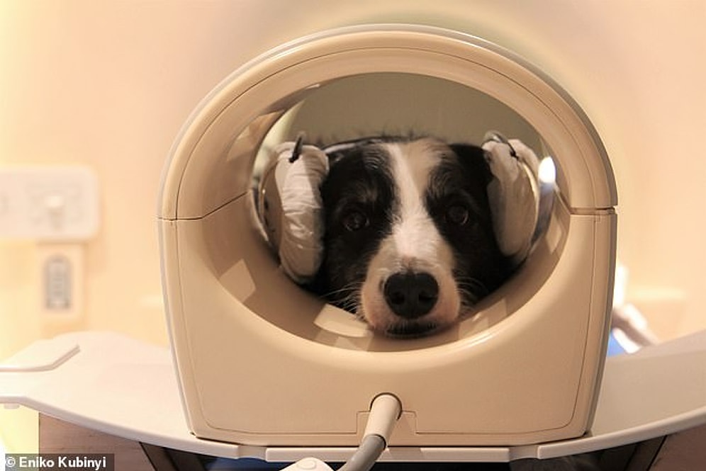 Хороший пёсик! Исследование в Венгрии показало, что собаки способны отличать речь от невнятицы и различать разные языки