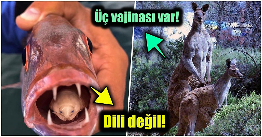 Doğanın Korkutucu Yüzünü İliklerinize Kadar Hissetmenize Sebep Olacak Birbirinden Ürkütücü 15 Yeni Fotoğraf