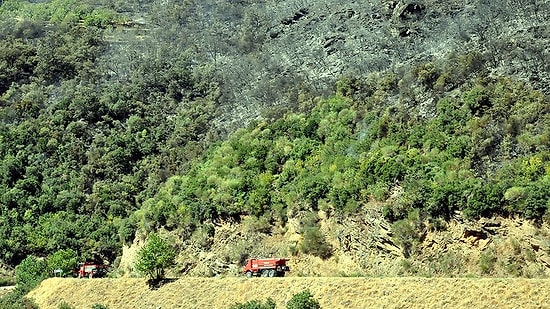 Bir Yılda 530 Hektar Alan Orman Vasfı Dışına Çıkartıldı: 'Orman Ekosistemi Parçalanacak'