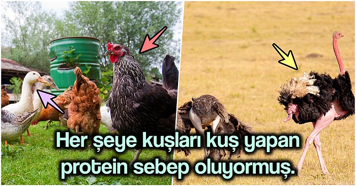 Tavuktan Güvercine Cinsel Organlarını Üst Üste Bastırarak Üreyen Kuşların Neden Penisi ve Vajinası Yok?