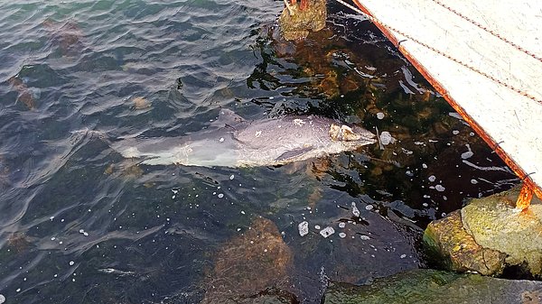 Haber verilmesi üzerine gelen Hayvan Sağlığı ve Refahı Ekibi yaptıkları incelemede yunusun kurşunlanarak öldürüldüğünü belirledi.