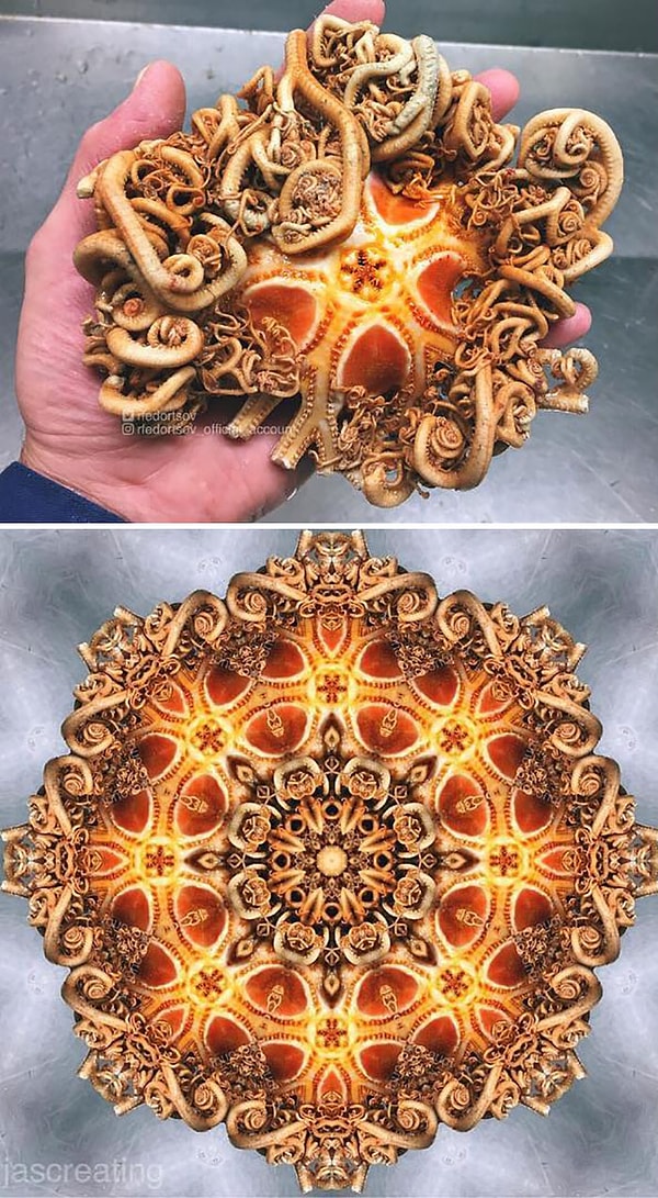 1. Горгоноцефалы, или головы горгоны — род иглокожих из семейства горгоноцефалид отряда ветвистых офиур