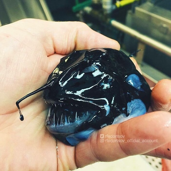 2. Глубоководная рыба