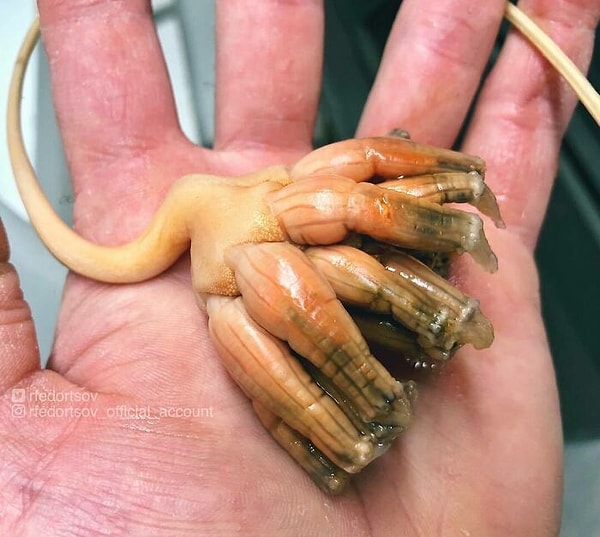 7. «Илон Маск, привези мне что-нибудь подобное с Марса»