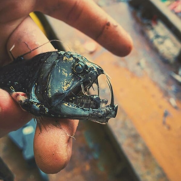 13. «Дары моря»