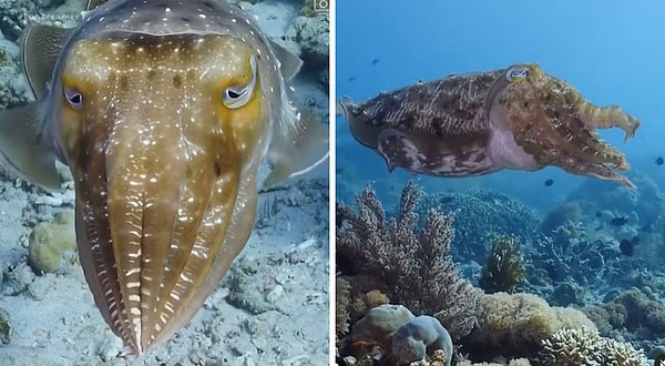 14. Каракатица