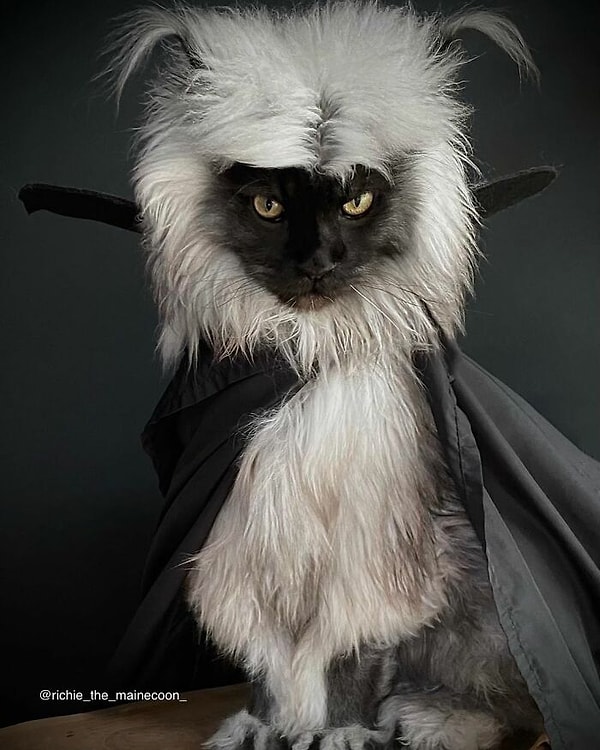 Ричи не составило труда примерить образ кота-вампира на Хэллоуин