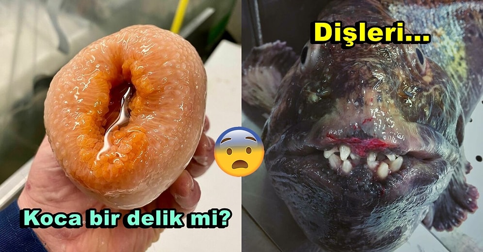 Kabuslara Girebilir! Bir Balıkçının Denizin Derinliklerinde Bulduğu Birbirinden Korkunç 30 Deniz Canlısı