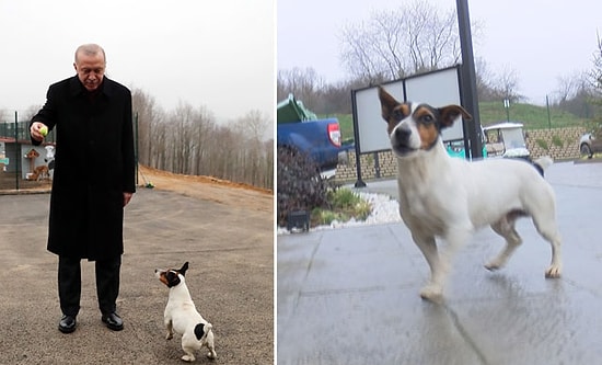 Erdoğan Barınakta Oyun Oynadığı Maylo'yu Sahiplenecek