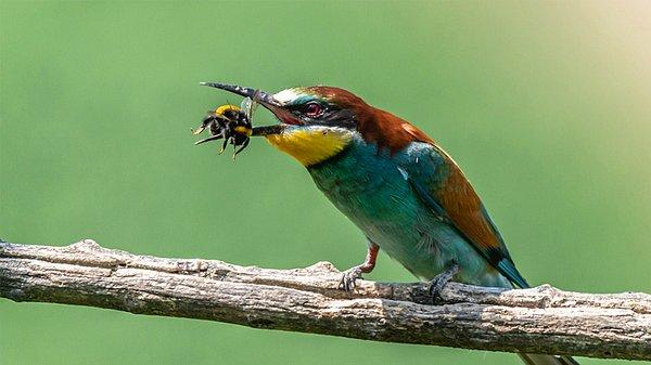 1. Arı Kuşu (Merops apiaster)