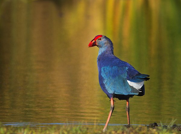 8. Sazhorozu (Porphyrio porphyrio)