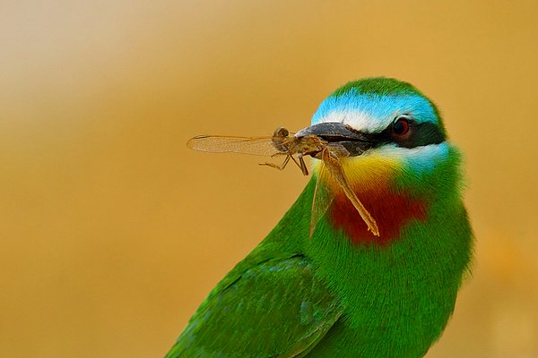 11. Yeşil Arıkuşu (Merops persicus)